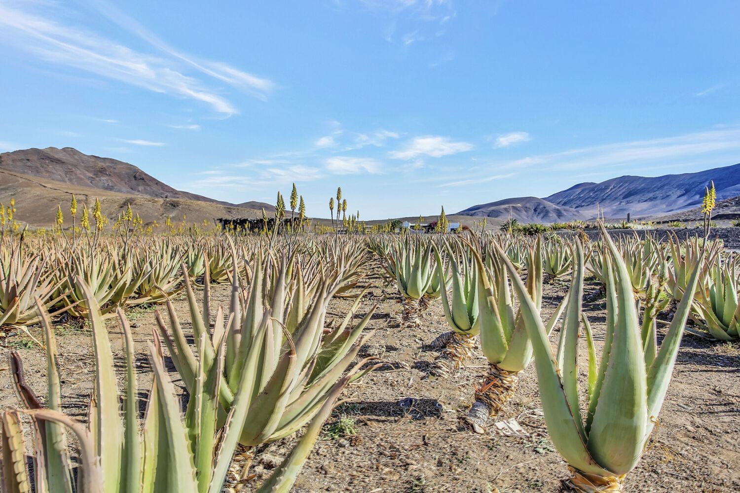 Casa Pilar, Aurora Y Tarabilla En Finca Ecologica Teguitar エクステリア 写真